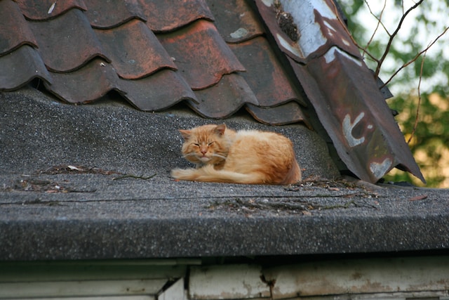 Cat lying on top of a roof