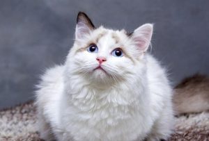 image of a white pet cat
